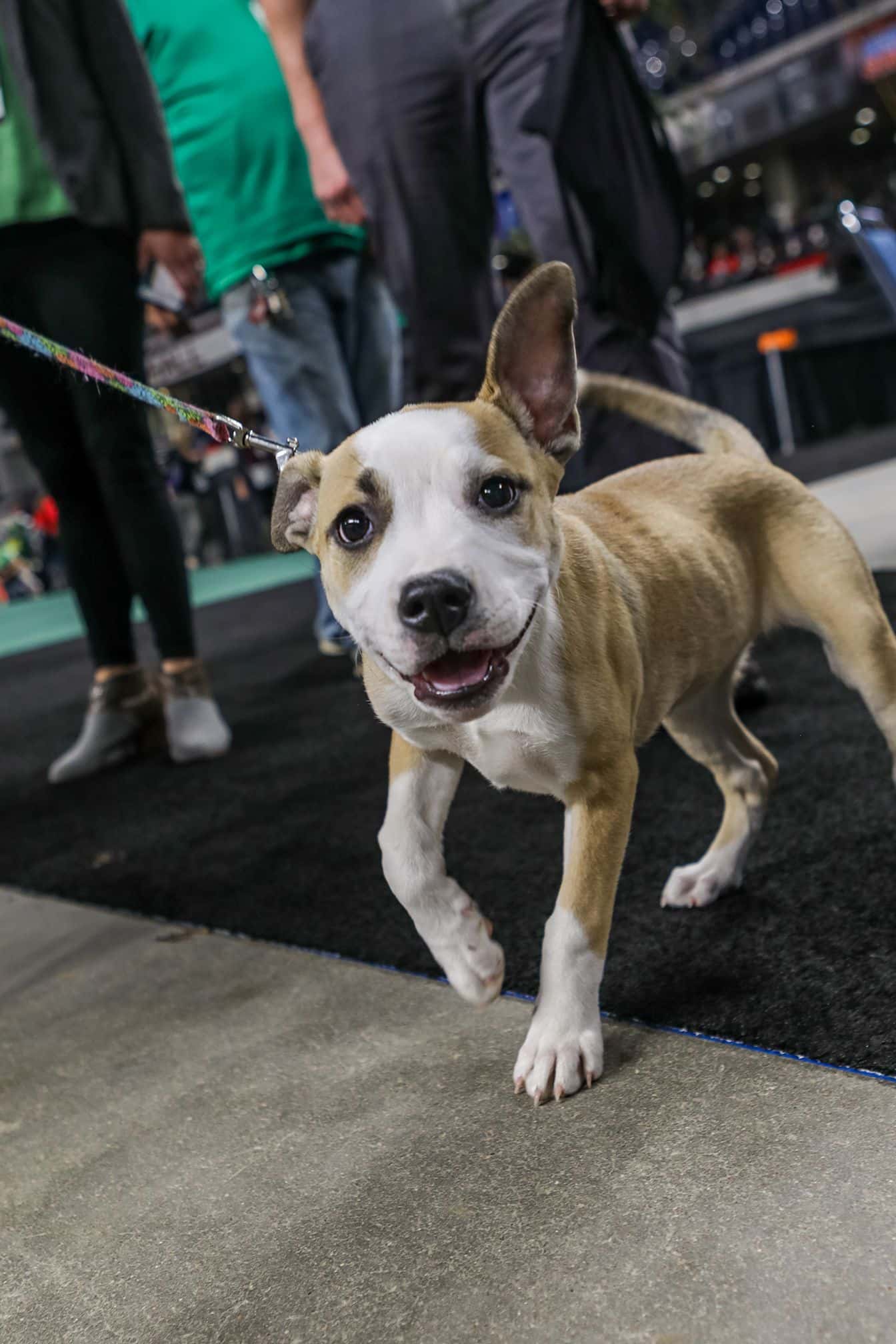 Sign Up for the Mulligan’s 5K and Fun Run-c4b269c8-3720-4ca8-8690-febacfb43404